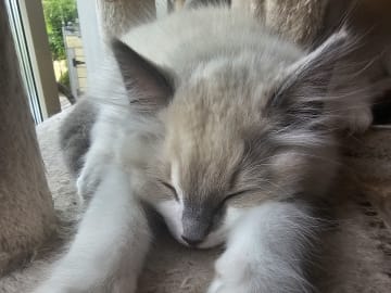 Ragdoll · Stenkullen · Zac kennel