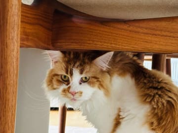 Maine Coon · Västra Frölunda · Jesper M.