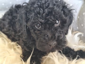 Pudel, dvärg · Upplands väsby · Ingen kennel
