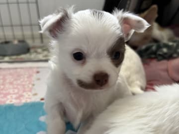 Chihuahua · Nacka · Andréa Fleischer
