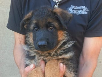 Tysk Schäferhund · Sölvesborg · Ebafarmens