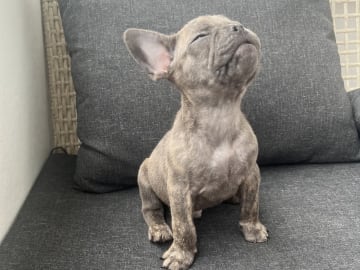 Fransk bulldogg · Norrköping · Emiras frallor