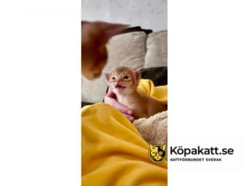 Abyssiner katt · Karlskrona · SE*Babytassens