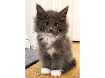 Norwegian Forest · Trelleborg · S*Livsnjutarna's