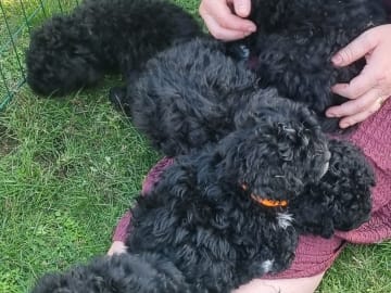 Maltipoo · Ystad · Jenny M.