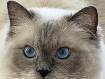 Ragdoll · Limhamn · Rositza A.