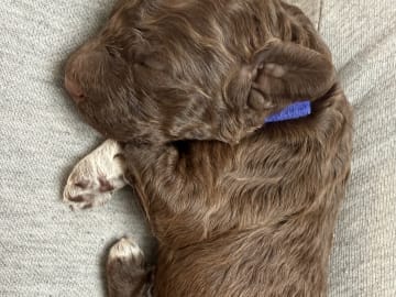 Lagotto romagnolo · Umeå · Tina A.