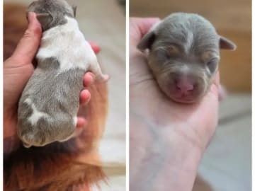 Terrier brasileiro · Arendal · Minna Camilla Therese Josefsson