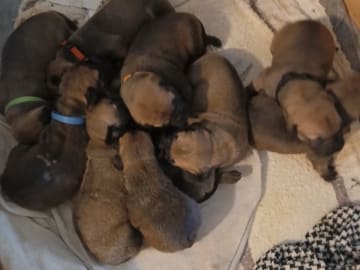 Boergarden boerboels