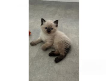 Ragdoll · Umeå · S*Fjälltoppen's