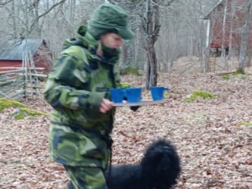 Bouvier des flandres · Tenhult · Rapide Ours
