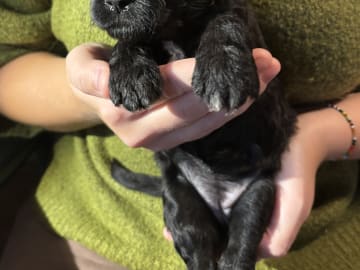 Portugisisk vandhund · Bålsta · Vildingarnas Kennel