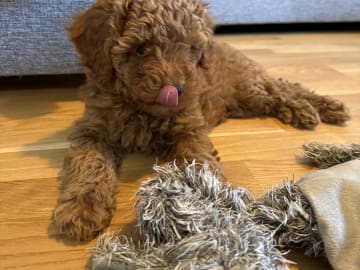 Toy Poodle · Landskrona · Yuliia K.