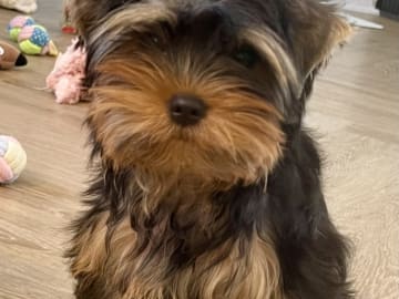 Yorkshireterrier · Føvling · Guldal´s Danske