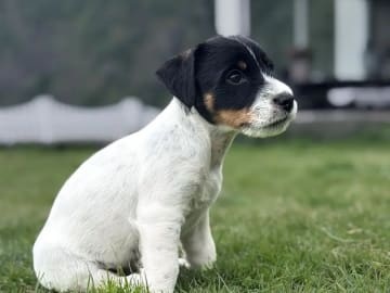 Jack russell terrier · Førde · Terje Sørbø