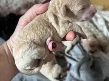 Pugotto · Sävedalen · Anna L.