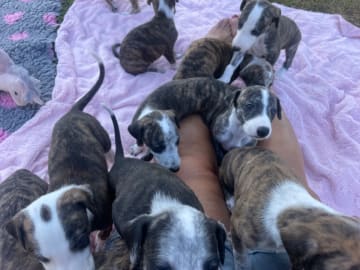 Galgo espanol · Vallda · Zakeya's