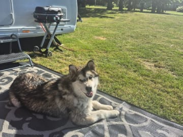 Alaskan malamute · Ludvika · Tazlinas