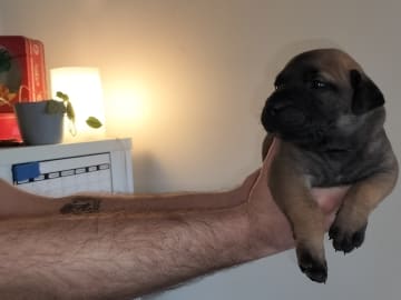 Boergarden boerboels