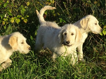 Labradoodle · överkalix · Humlehjarta