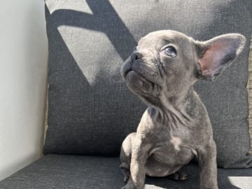 Fransk bulldogg · Norrköping · Emiras frallor