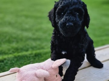 Double Doodle · Borås · Smith Labradoodles