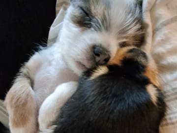 Yorkie malteser shi tzu og chih blanding · Hønefoss · Linda Regine Hauge S.
