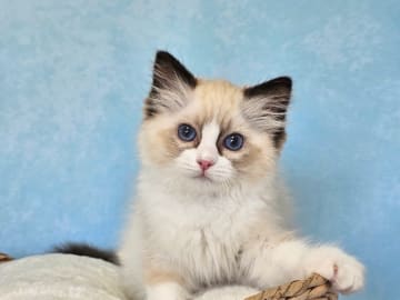 Ragdoll · Asmundtorp · SE*Cats of Kruger