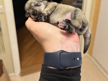 Miniature Schnauzer · Partille · Encalnas' Kennel