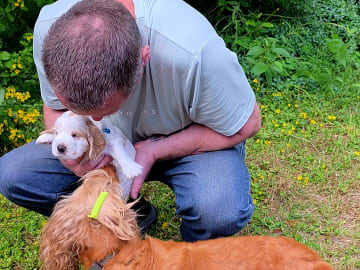 Cocker spaniel · Södertälje · Savanah B.