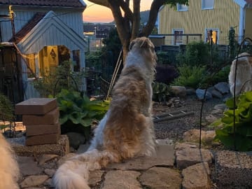 Borzoi · Göteborg · Velikij