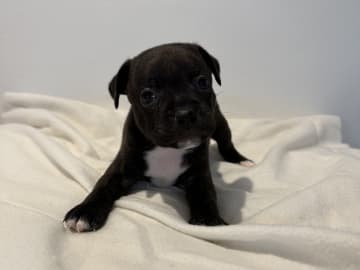 Staffordshire Bull Terrier · Vintrosa · SupremeTeamSbt