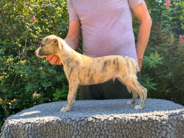 Whippet · Grödinge · Lawtons