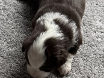 Miniature american shepherd · Beitstad · Rita Iren Dalberg