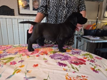 Labrador retriever · Laholm · Golden moonstones