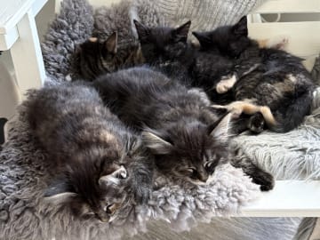 Blandras långhåriga main Coon Norskskogskatt  korthåriga bondkatt Norskskogskatt · Solna · Victoria A.