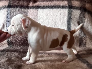 American Staffordshire Terrier · Köping · Hannah Östensson Lindqvist