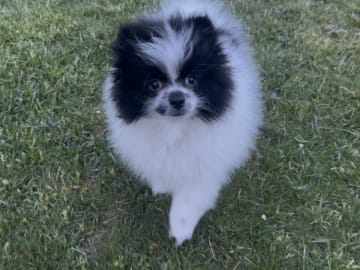 Pomeranian · Anderslöv · Hawar Hamid Hussein H.