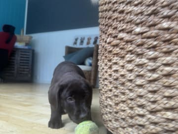 Labrador retriever · Rissa · Graciov A.