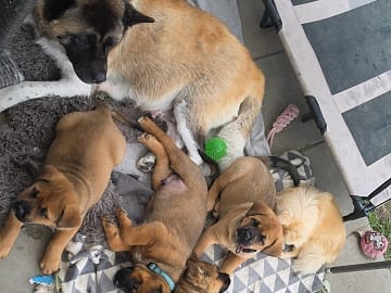 American Akita/Rottweiler · Edane · Inget