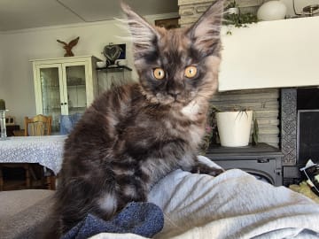Maine Coon · Hokksund · N Eikerskogens