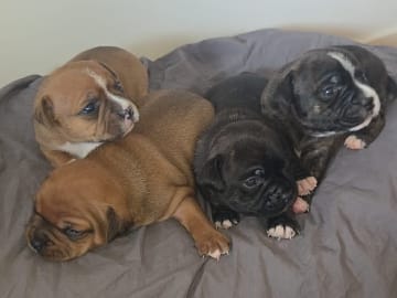 Staffordshire bullterrier · Västerås · Lucury of Cerec