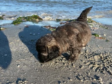 Maltipoo · Kirkholt · Ellinor C.