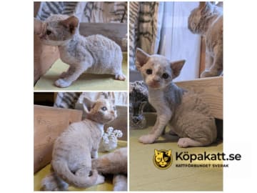 Devon Rex · Filipstad · SE*Älvbrons