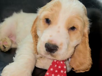 Cocker spaniel · Södertälje · Savanah B.