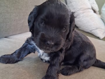 Cockerpoo · Sollentuna · Mikaela C.