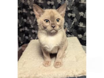 Burma (Sacred Birman) · Hjärup · S*Piapizzi's