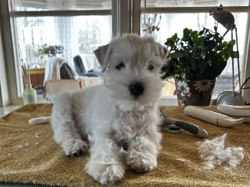 Dvärgschnauzer