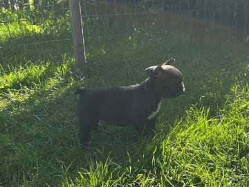 Fransk bulldogg · Kvicksund · Frideborgs