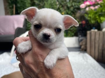 Chihuahua · Norrköping · Tettchi's